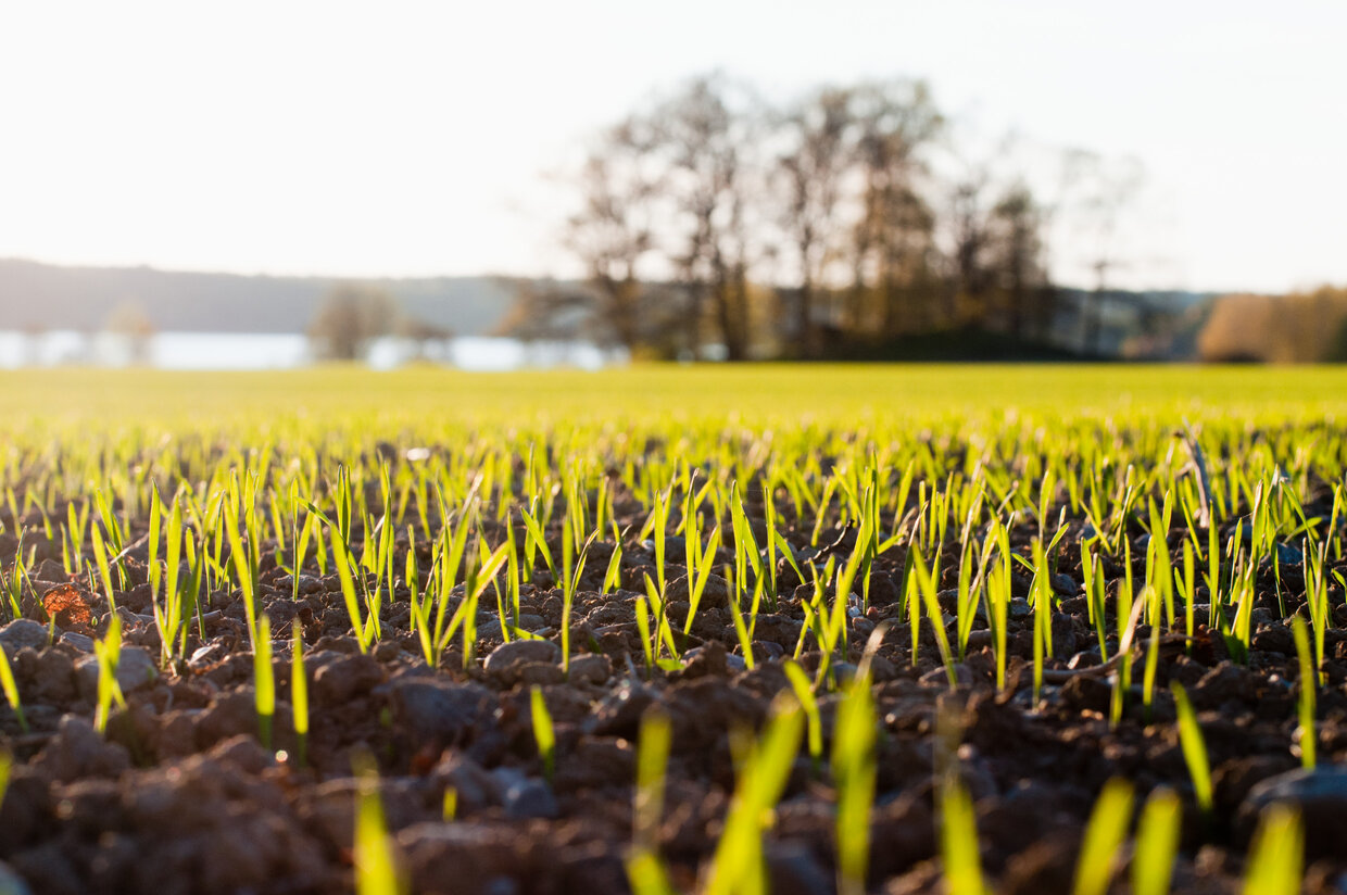 Young seedlings sprouting out of the ground on a crop field